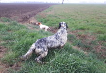 A caccia con il cane da ferma a I Prati di Frescarolo: un’idea per l’apertura A caccia con il cane da ferma a I Prati di Frescarolo, un’idea per l’apertura