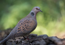 Direttiva Uccelli, Face incontra la Commissione europea Direttiva Uccelli: tortora