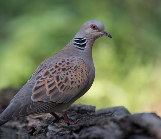 Direttiva Uccelli, Face incontra la Commissione europea Direttiva Uccelli: tortora