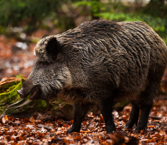 Impugnata la legge toscana sulla caccia: ecco perché Impugnata la nuova legge toscana sulla caccia: cinghiale nel bosco, in ambiente autunnale