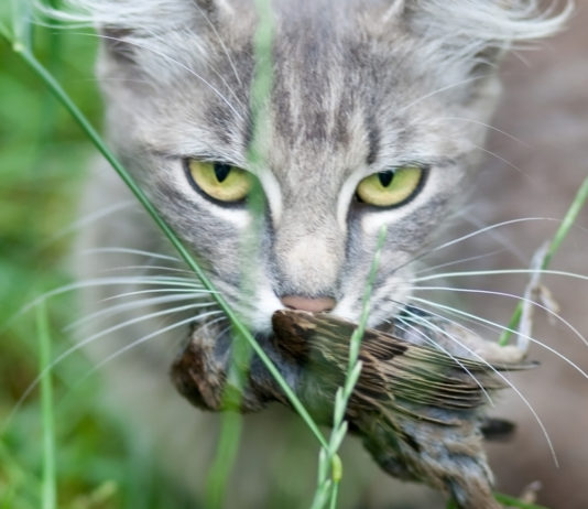 Interazioni tra fauna selvatica e fauna domestica Interazioni tra fauna selvatica e fauna: gatto con un passerotto in bocca