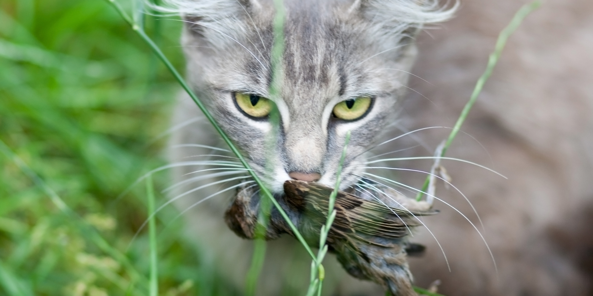 Interazioni tra fauna selvatica e fauna domestica chiamateli avversari Interazioni tra fauna selvatica e fauna: gatto con un passerotto in bocca