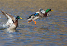 Munizioni in piombo nelle zone umide, Face attacca Munizioni in piombo nelle zone umide: due germani in volo a pelo d'acqua