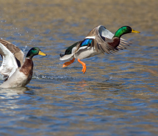 Munizioni in piombo nelle zone umide, Face attacca Munizioni in piombo nelle zone umide: due germani in volo a pelo d'acqua