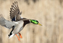 Munizioni in piombo, presentata risoluzione contro divieto Munizioni in piombo: germano in volo