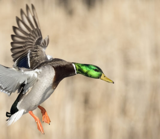 Munizioni in piombo, presentata risoluzione contro divieto Munizioni in piombo: germano in volo