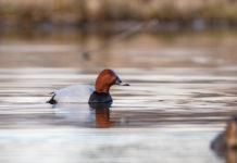 Niente caccia a moriglione e pavoncella in Toscana Niente caccia a moriglione e pavoncella in Toscana