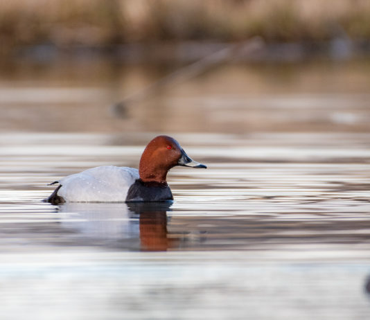 Niente caccia a moriglione e pavoncella in Toscana Niente caccia a moriglione e pavoncella in Toscana