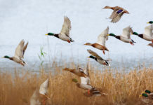 No alle munizioni in piombo nelle zone umide, Face di nuovo durissima munizioni in piombo nelle zone umide: anatre in volo