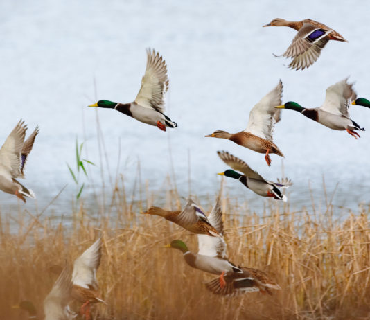 No alle munizioni in piombo nelle zone umide, Face di nuovo durissima munizioni in piombo nelle zone umide: anatre in volo