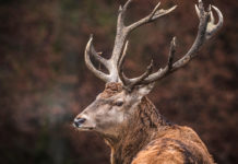 Obora Hunting Academy annulla Ungulati 2.3 Obora Hunting Academy: cervo in ambiente naturale