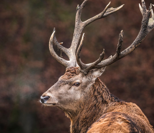 Obora Hunting Academy annulla Ungulati 2.3 Obora Hunting Academy: cervo in ambiente naturale
