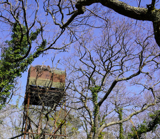 Referendum sulla caccia, appello di Willy Schraen Referendum sulla caccia: appostamento da caccia in Francia