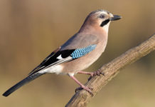 Salta la preapertura in Veneto tranne che per colombaccio e merlo preapertura in Veneto: ghiandaia su un ramo