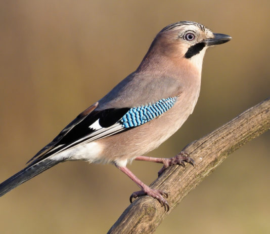 Salta la preapertura in Veneto tranne che per colombaccio e merlo preapertura in Veneto: ghiandaia su un ramo