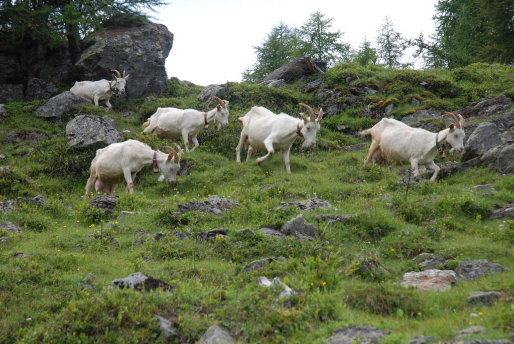 capre al pascolo in ambiente montano