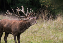 Le conseguenze dell’inquinamento acustico sulla fauna selvatica inquinamento_acustico_fauna