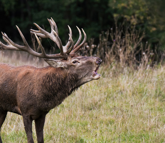Le conseguenze dell’inquinamento acustico sulla fauna selvatica inquinamento_acustico_fauna