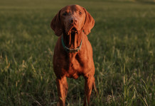 Addestramento cani in Veneto, le associazioni venatorie scrivono alla Regione Addestramento cani in Veneto: cane da caccia in primo piano