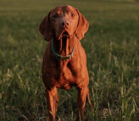 Addestramento cani in Veneto, le associazioni venatorie scrivono alla Regione Addestramento cani in Veneto: cane da caccia in primo piano