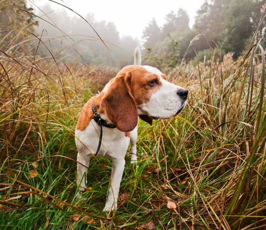 Addestramento cani in zona rossa, la richiesta della Lega Addestramento cani in zona rossa: cane nell'erba
