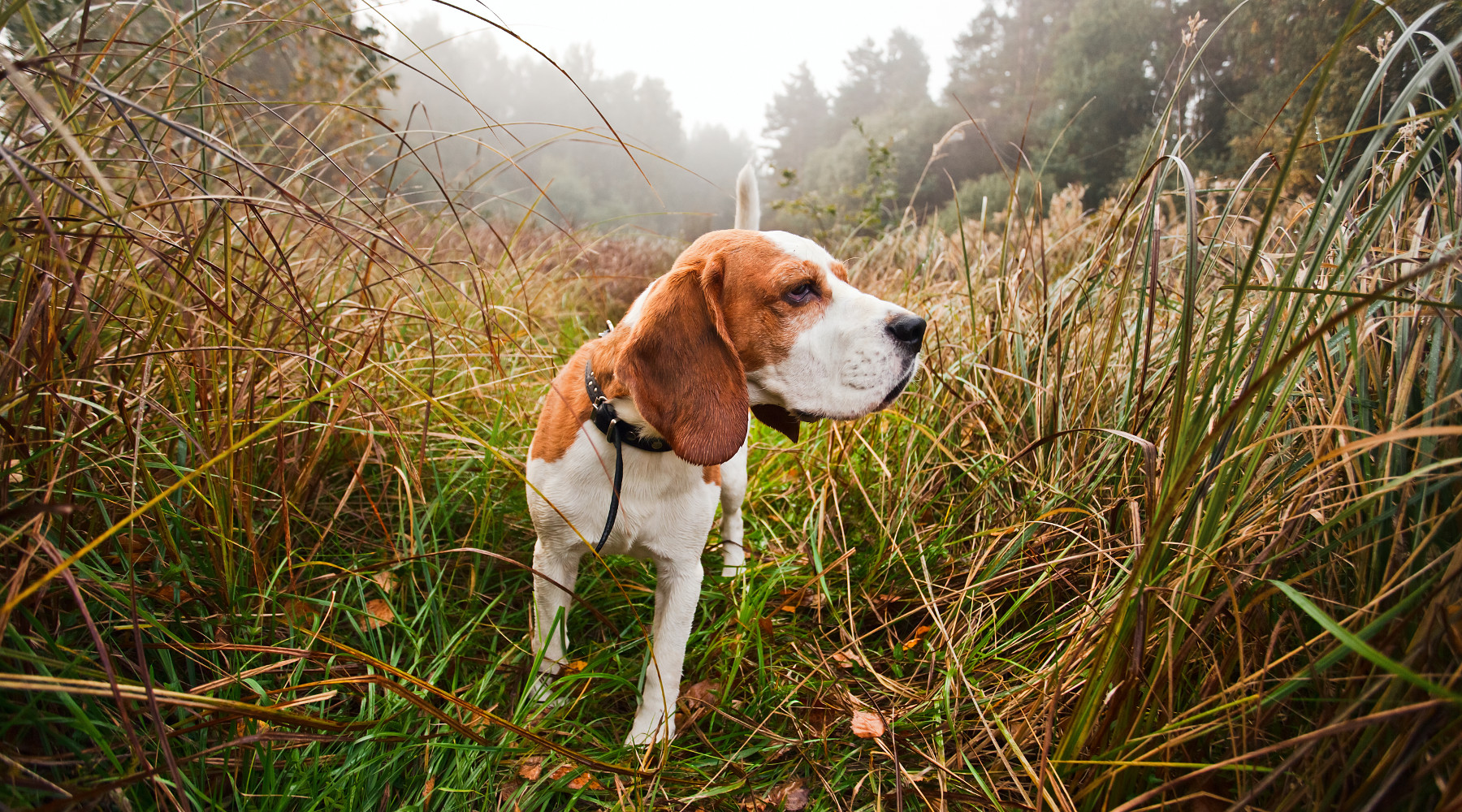 Addestramento cani in zona rossa: cane nell'erba