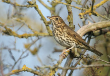 Autorizzazione per appostamenti, la richiesta della cabina di regia toscana Autorizzazione per appostamenti, la richiesta della cabina di regia toscana