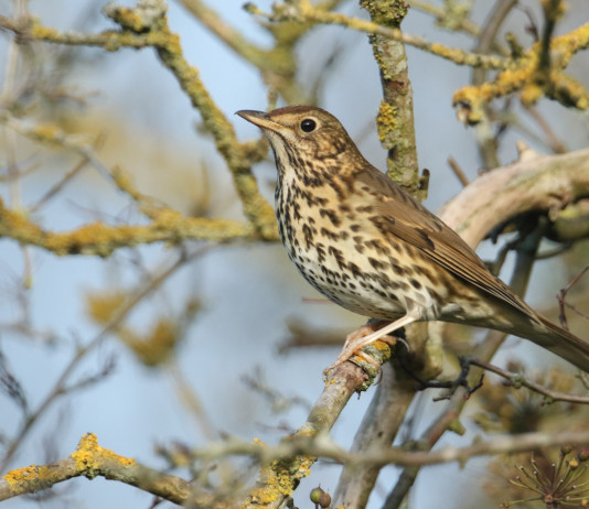 Autorizzazione per appostamenti, la richiesta della cabina di regia toscana Autorizzazione per appostamenti, la richiesta della cabina di regia toscana