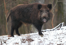 Braccata e caccia di selezione, Urca risponde ai cinghialai braccata e caccia di selezione: cinghiale sulla neve