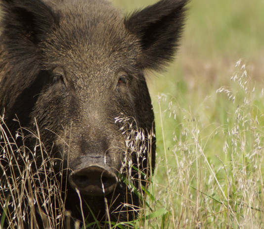 Braccata e caccia di selezione al cinghiale, le critiche di Federcaccia Umbria Braccata e caccia di selezione al cinghiale