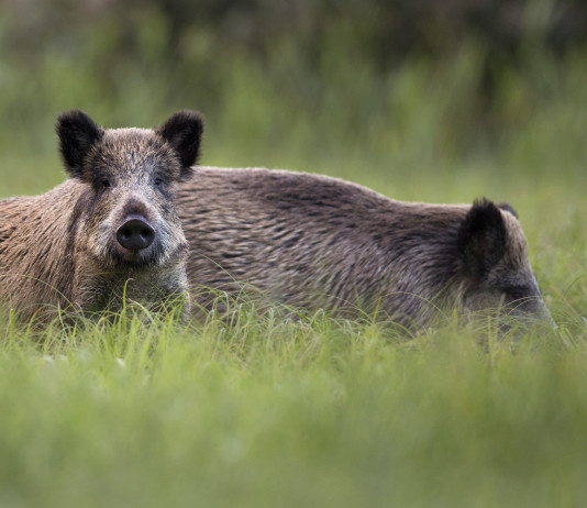 Caccia al cinghiale in Liguria, le richieste di Coldiretti Caccia al cinghiale in Liguria: due cinghiali