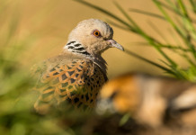 Caccia alla tortora, cabina di regia scrive a governo e Regioni caccia alla tortora: tortora in ambiente naturale