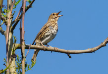 Caccia da appostamento e controlli sugli anelli, movimento in Lombardia caccia da appostamento fisso: tordo bottaccio