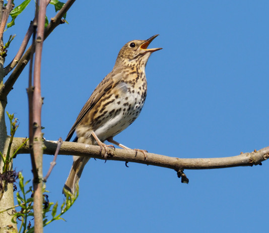 Caccia da appostamento e controlli sugli anelli, movimento in Lombardia caccia da appostamento fisso: tordo bottaccio