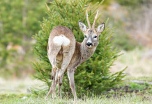 Caccia di selezione al capriolo in Toscana, ufficiale la proroga Caccia di selezione al capriolo in Toscana: capriolo in ambiente naturale