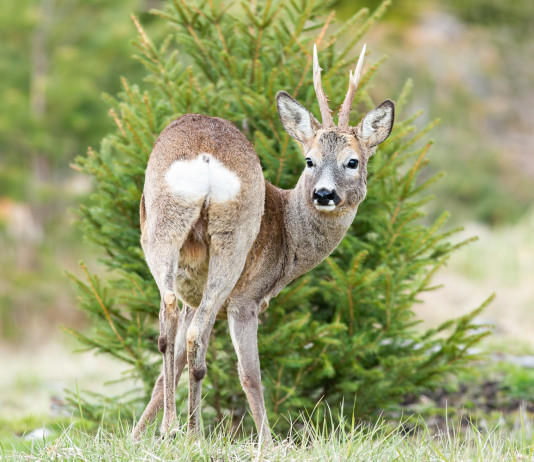 Caccia di selezione al capriolo in Toscana, ufficiale la proroga Caccia di selezione al capriolo in Toscana: capriolo in ambiente naturale