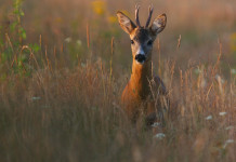 Caccia di selezione al capriolo: l’indiscrezione della Cct Caccia di selezione al capriolo: capriolo in un campo