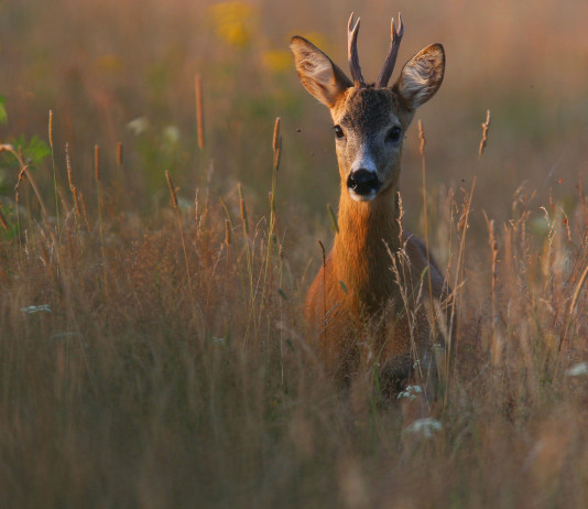 Caccia di selezione al capriolo: l’indiscrezione della Cct Caccia di selezione al capriolo: capriolo in un campo