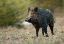 Caccia di selezione al cinghiale, la decisione dell’Abruzzo Caccia di selezione al cinghiale, la decisione dell’Abruzzo