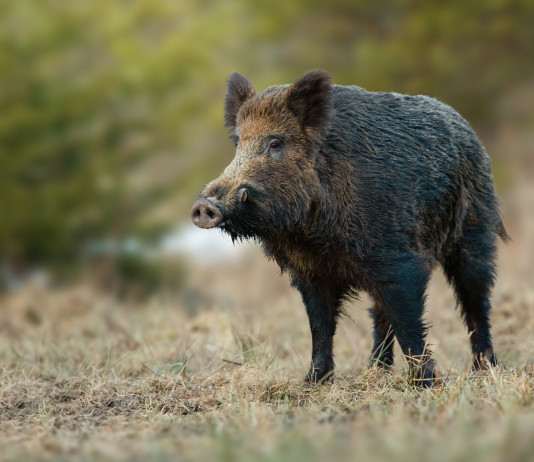 Caccia di selezione al cinghiale, la decisione dell’Abruzzo Caccia di selezione al cinghiale, la decisione dell’Abruzzo