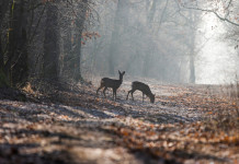 Caccia di selezione in Emilia Romagna ok in zona rossa e arancione caccia di selezione in Emilia Romagna: caprioli nel bosco