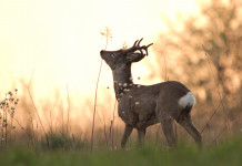 Caccia di selezione in Lombardia, la mossa di Barbara Mazzali