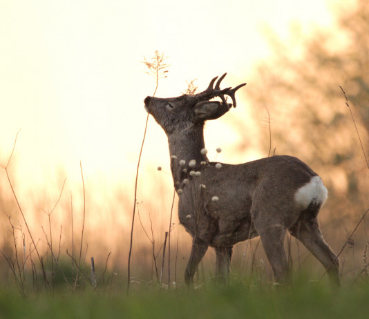 Caccia di selezione in Lombardia, la mossa di Barbara Mazzali