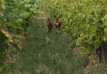 Caccia di selezione in Umbria, le modalità Caccia di selezione in Umbria, le modalità