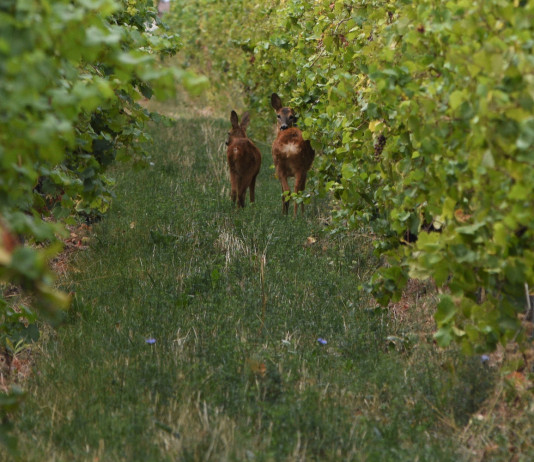 Caccia di selezione in Umbria, le modalità Caccia di selezione in Umbria, le modalità