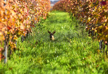 Caccia di selezione in zona rossa e arancione, la decisione della Toscana caccia di selezione in zona rossa e arancione: capriolo in vigna
