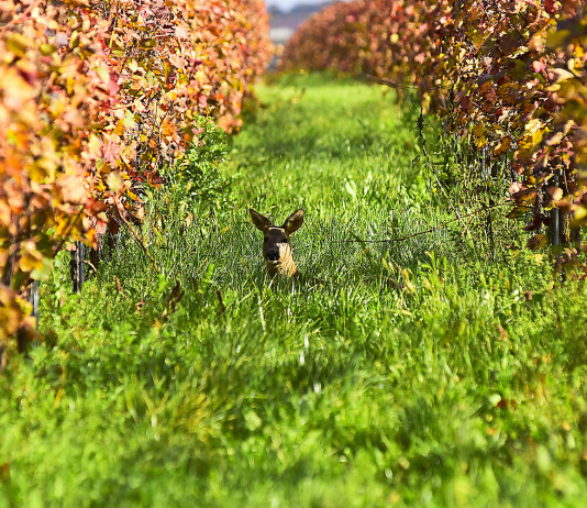 Caccia di selezione in zona rossa e arancione, la decisione della Toscana caccia di selezione in zona rossa e arancione: capriolo in vigna