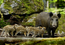 Caccia di selezione in zona rossa, la richiesta di Coldiretti caccia di selezione in zona rossa: cinghiale con piccoli