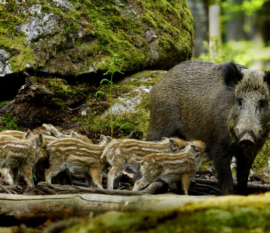 Caccia di selezione in zona rossa, la richiesta di Coldiretti caccia di selezione in zona rossa: cinghiale con piccoli