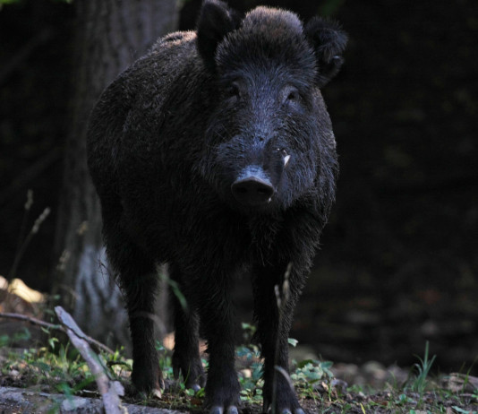 Caccia in Abruzzo, le regole per gli spostamenti caccia in abruzzo: cinghiale di notte